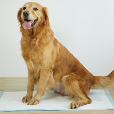 Uniq Πάνες Επιδαπέδιες Σκύλου Μπλε 60x60εκ. 40τμχ