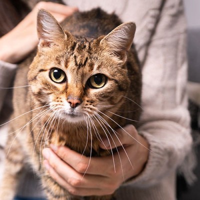 Άμμος Γάτας