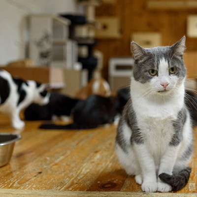 Γατοτροφές